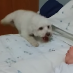 [Filmpje] Deze puppy wil de nieuwe baby supergraag zien