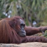 Filmpje: Orang-Oetan gefascineerd door mensenbaby