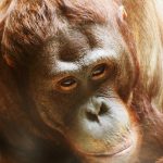 Filmpje: Orang-oetan kust buik zwangere vrouw