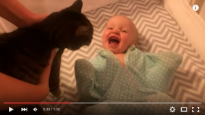 dierendag baby houdt van kat