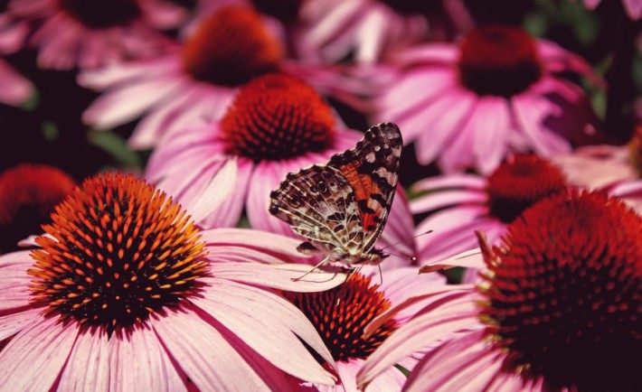 bloem vlinder natuurnamen