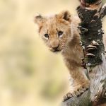 Hilarisch! Ouders presenteren baby in ‘Lion King-style’
